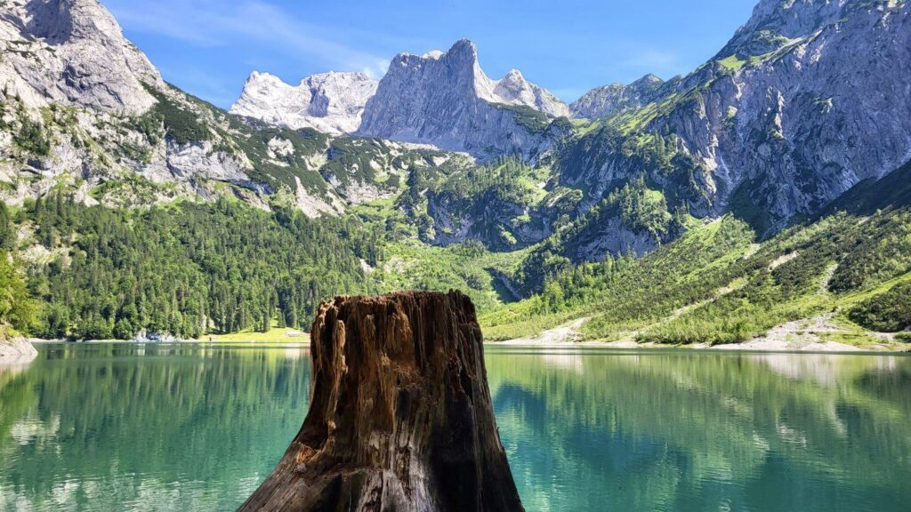 Pařez na břehu tyrkysového Hinterer Gosausee, nad jezerem skalní štíty Dachsteinu