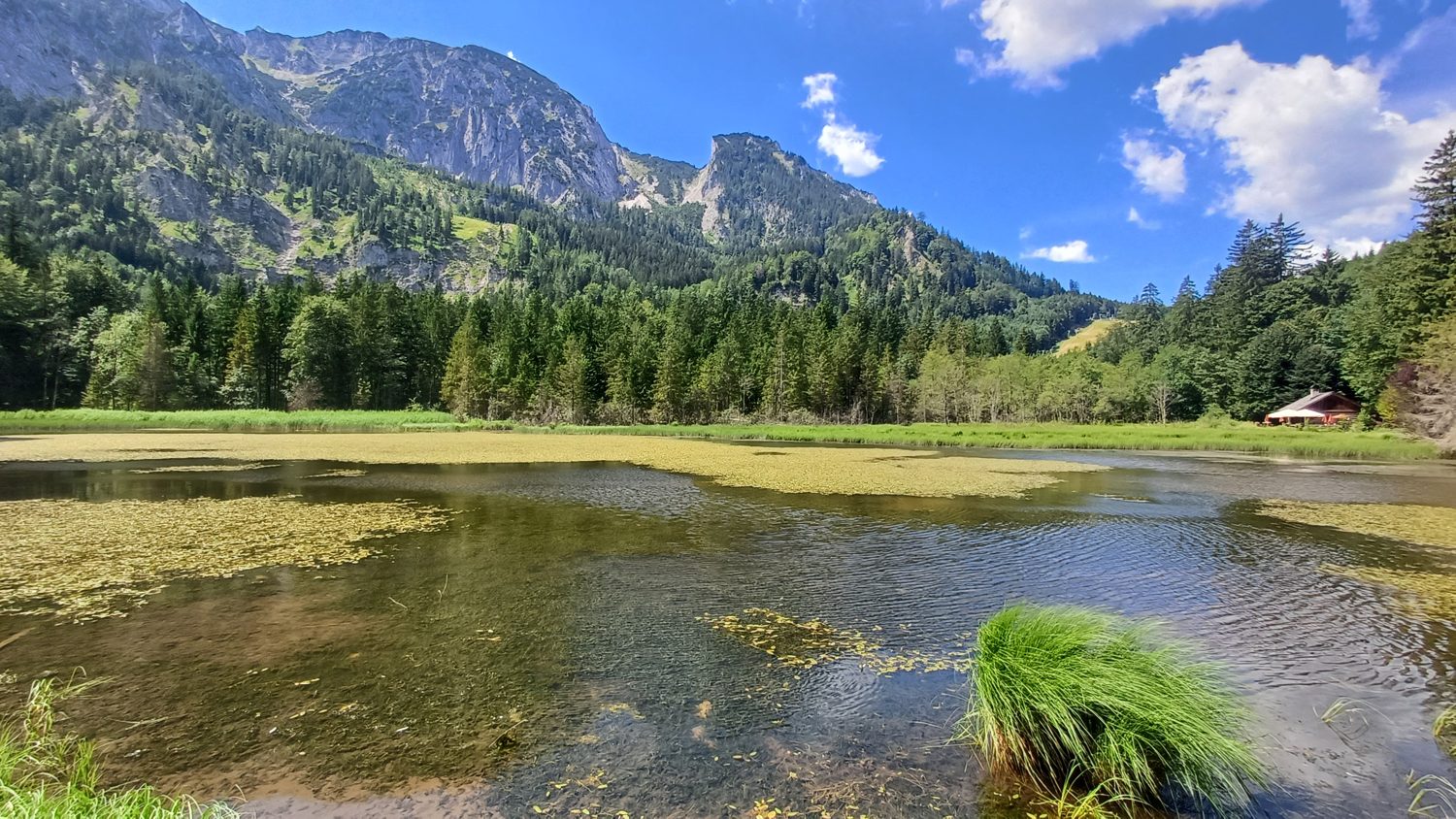 Mělké jezero Taferlklaussee s plovoucími rostlinami, za ním les a skalní stěny Höllengebirge