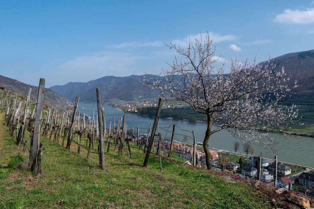 Kvetoucí meruňka nad vinicí a Dunajem u Spitzu ve Wachau, v dálce údolí řeky